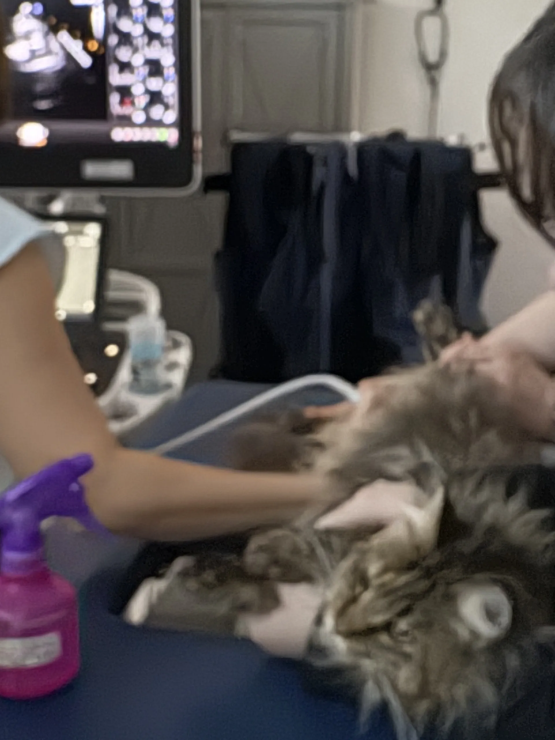 Ms. Marbles cardiomyopathy check ensuring breeding health